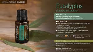 Doterra Eucalyptus Essential Oil